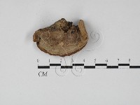 登錄號:F0027364藏品圖，第3張