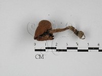 登錄號:F0027368藏品圖，第3張