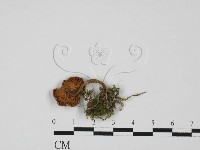 登錄號:F0027369藏品圖，第1張