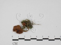 登錄號:F0027369藏品圖，第3張