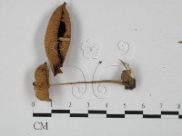 登錄號:F0027371藏品圖，第1張