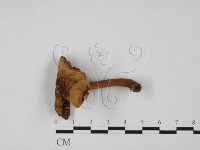 登錄號:F0027372藏品圖，第1張