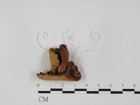 登錄號:F0027372藏品圖，第3張