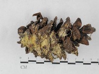 登錄號:F0027374藏品圖，第1張