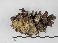 登錄號:F0027374藏品圖，第3張