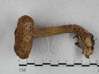 登錄號:F0027375藏品圖，第1張