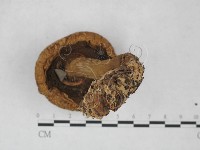 登錄號:F0027375藏品圖，第3張