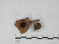 登錄號:F0027376藏品圖，第1張