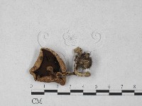 登錄號:F0027376藏品圖，第3張