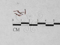 登錄號:F0027378藏品圖，第1張