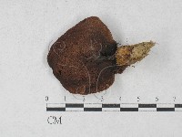 登錄號:F0027380藏品圖，第1張