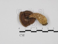 登錄號:F0027381藏品圖，第1張