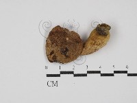 登錄號:F0027381藏品圖，第3張