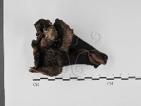 登錄號:F0027382藏品圖，第1張