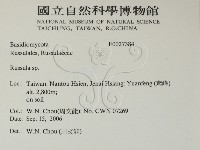 紅菇屬藏品圖，第2張