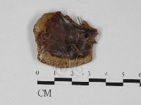 紅菇屬藏品圖，第3張