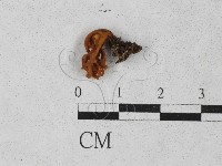登錄號:F0027385藏品圖，第3張