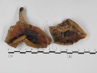 登錄號:F0027386藏品圖，第1張