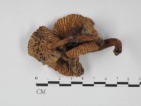 登錄號:F0027387藏品圖，第1張