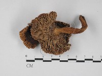 登錄號:F0027387藏品圖，第3張