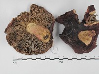 登錄號:F0027388藏品圖，第1張