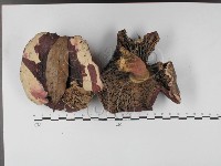 登錄號:F0027388藏品圖，第3張