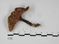 登錄號:F0027389藏品圖，第1張