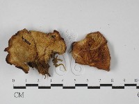 登錄號:F0027390藏品圖，第1張