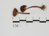 登錄號:F0027391藏品圖，第1張