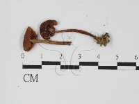 登錄號:F0027391藏品圖，第3張