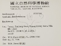 粉褶菌屬藏品圖，第2張