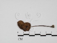 粉褶菌屬藏品圖，第1張