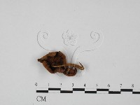 登錄號:F0027393藏品圖，第1張