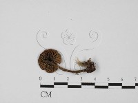 粉褶菌屬藏品圖，第1張