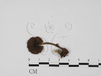 粉褶菌屬藏品圖，第3張