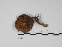 登錄號:F0027397藏品圖，第3張