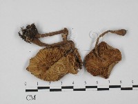 登錄號:F0027402藏品圖，第1張