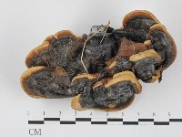 靈芝屬藏品圖，第1張