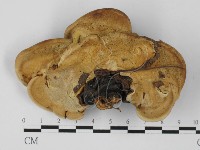 靈芝屬藏品圖，第3張