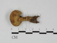 登錄號:F0027404藏品圖，第1張