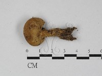 登錄號:F0027404藏品圖，第3張