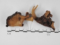 登錄號:F0027406藏品圖，第1張