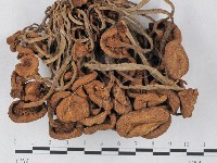 登錄號:F0027407藏品圖，第1張