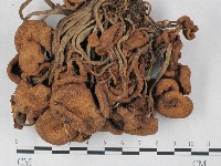 登錄號:F0027407藏品圖，第3張