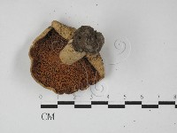 登錄號:F0027409藏品圖，第3張