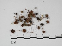 登錄號:F0027410藏品圖，第1張