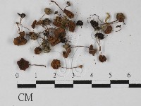 登錄號:F0027410藏品圖，第3張