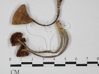 登錄號:F0027411藏品圖，第1張