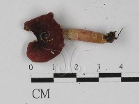 紅菇屬藏品圖，第1張