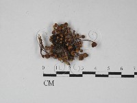 登錄號:F0027414藏品圖，第1張